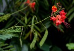 Caesalpinia pulcherrima