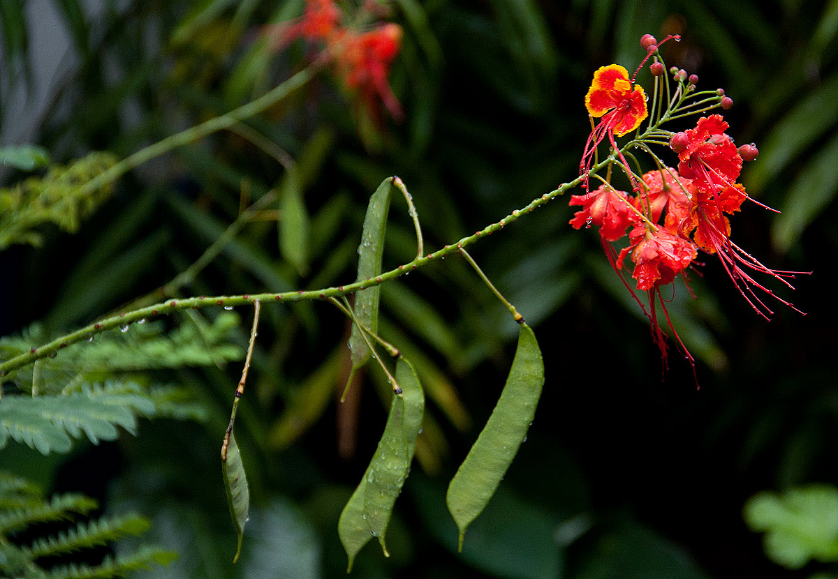 Caesalpinia pulcherrima