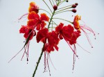 Caesalpinia pulcherrima