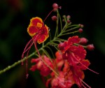 Caesalpinia pulcherrima