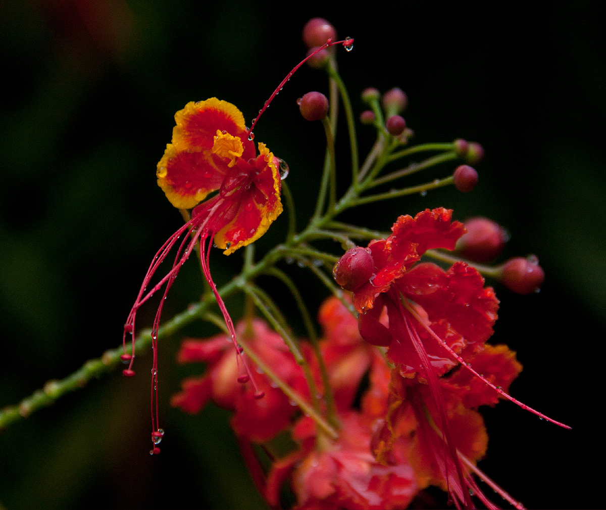 Caesalpinia pulcherrima