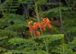 Caesalpinia pulcherrima