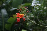 Caesalpinia pulcherrima