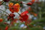 Caesalpinia pulcherrima