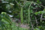 Caesalpinia pulcherrima