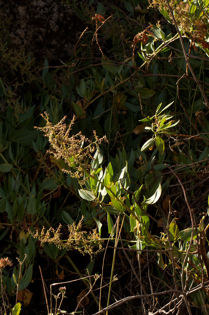 Rumex usambarensis