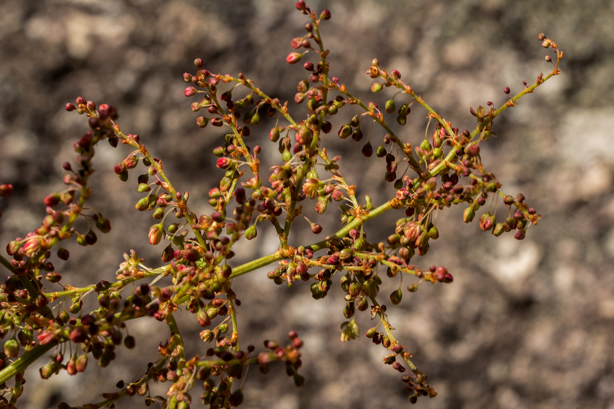 Rumex usambarensis