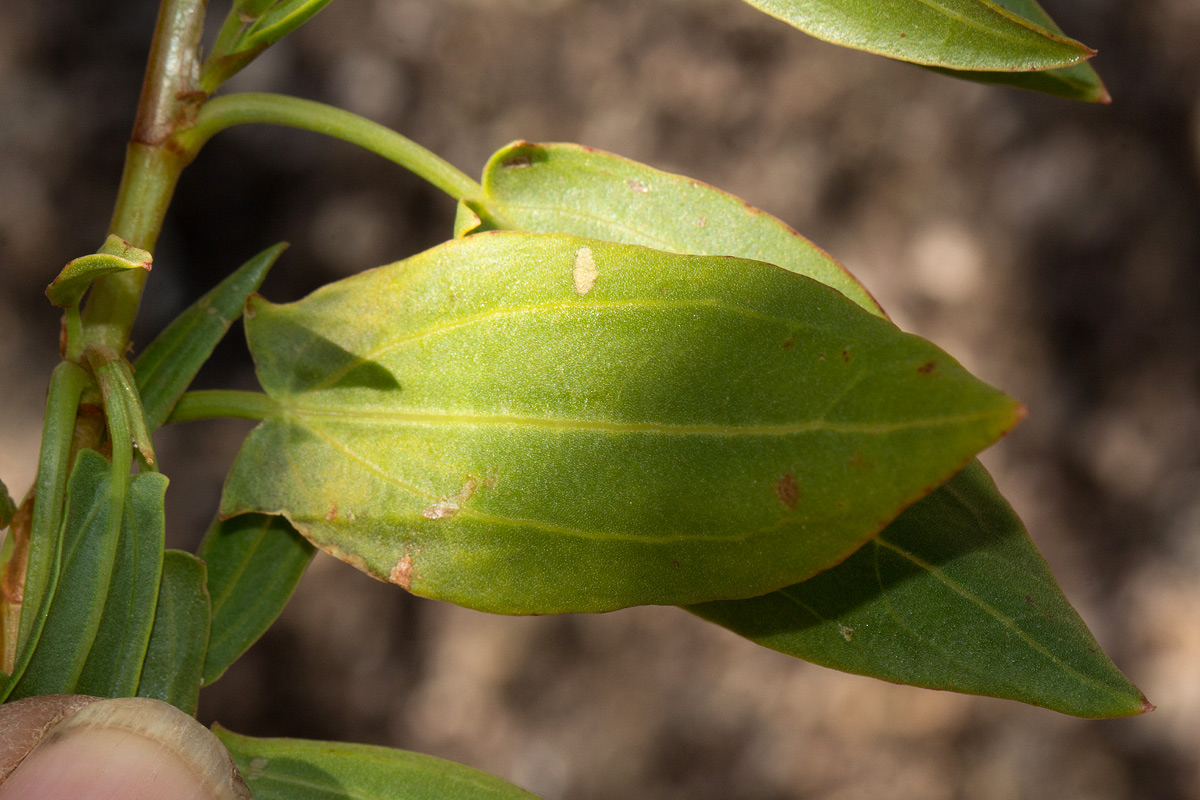 Rumex usambarensis