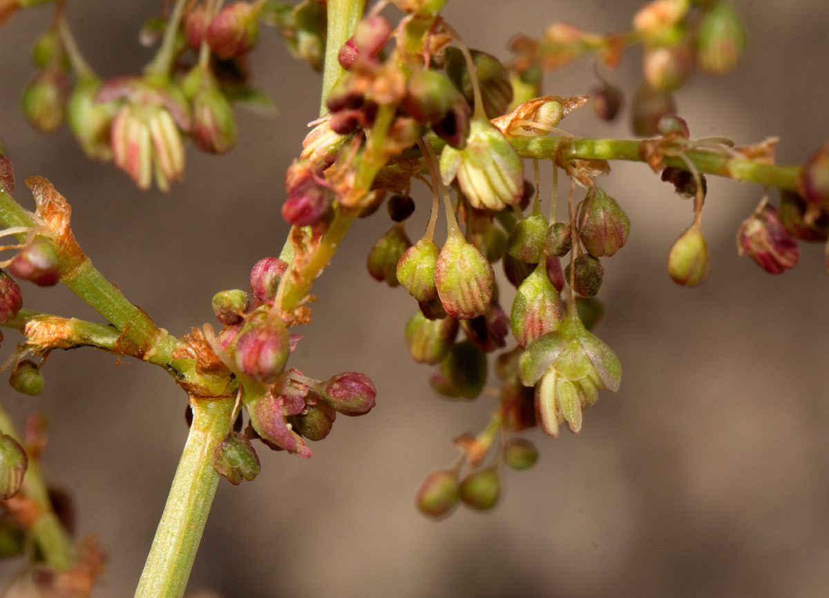 Rumex usambarensis