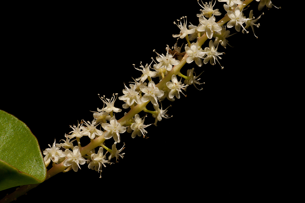 Anredera cordifolia