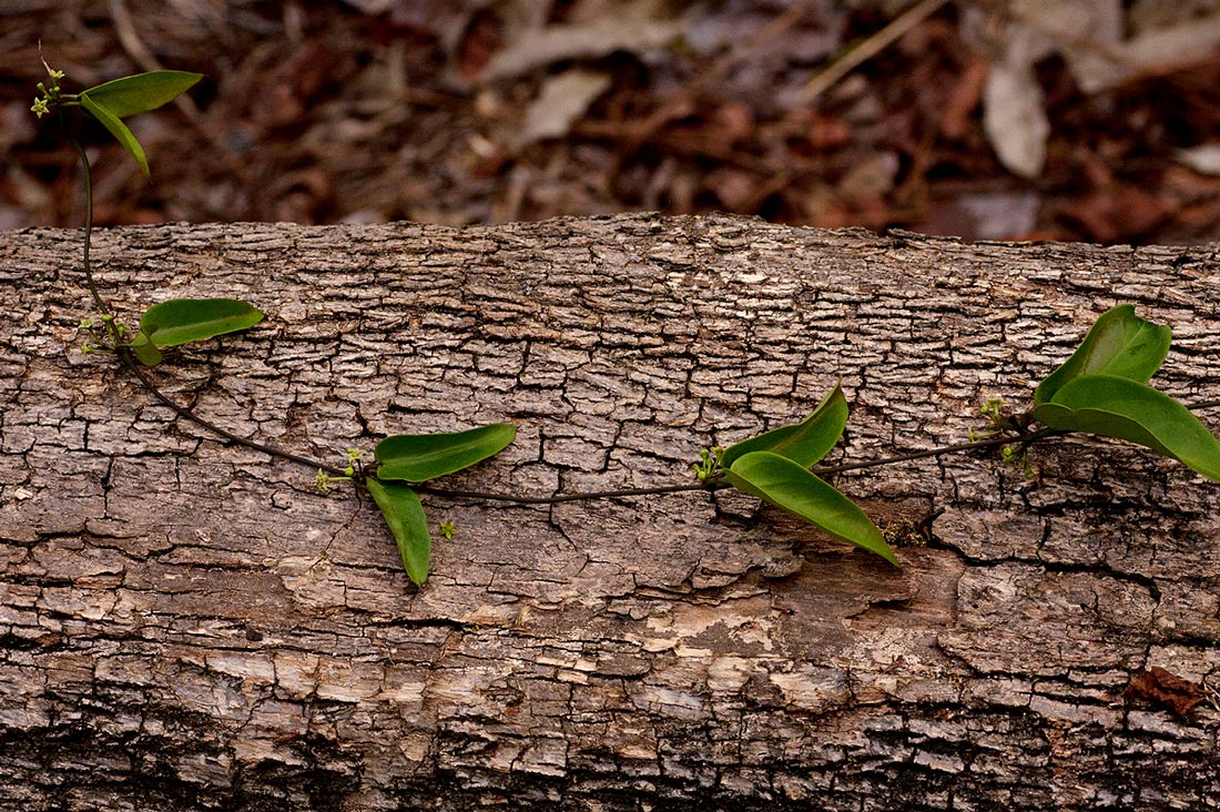 Vincetoxicum anomalum