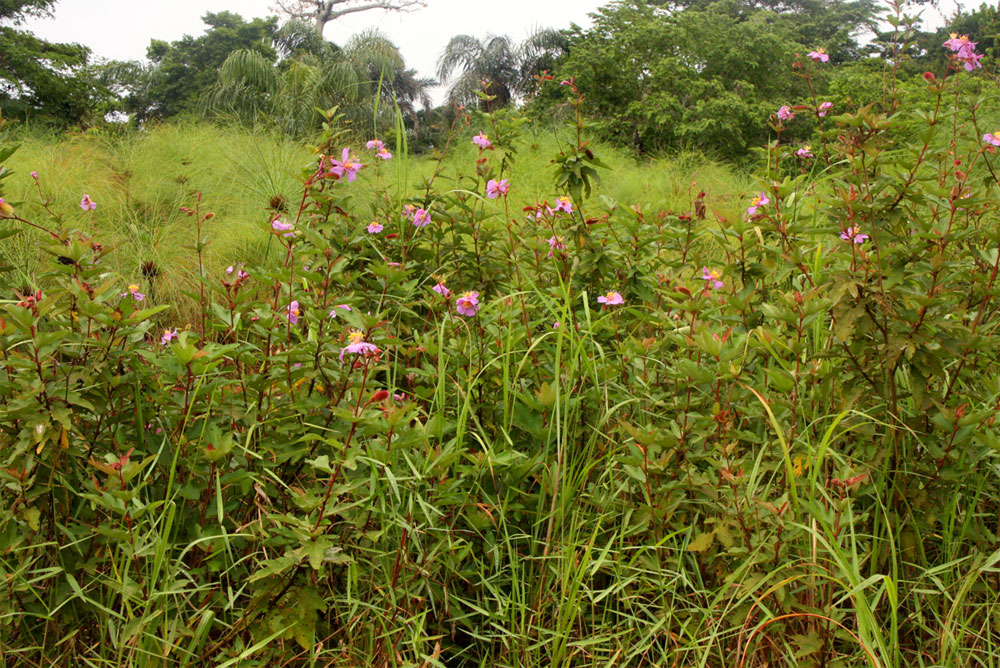 Clappertonia ficifolia