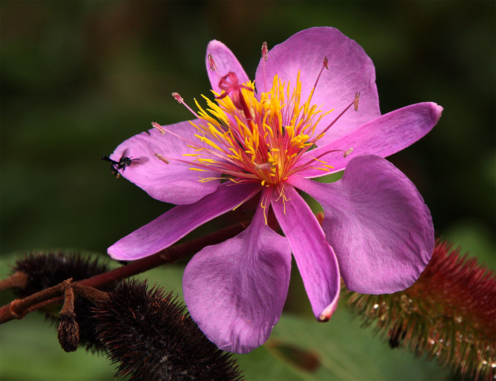 Clappertonia ficifolia