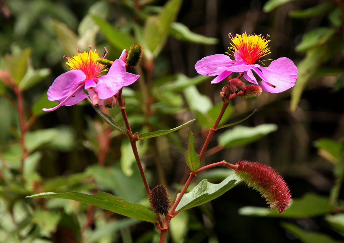 Clappertonia ficifolia