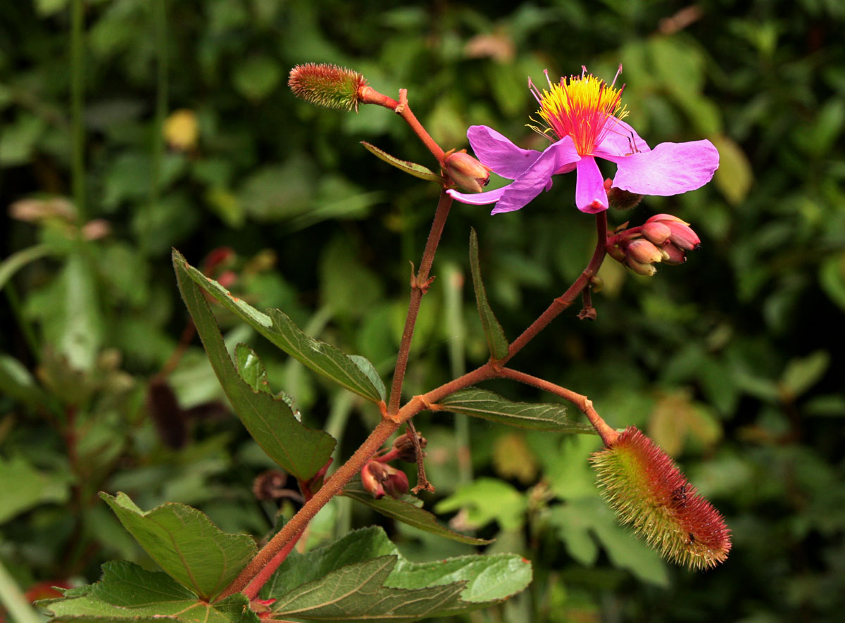 Clappertonia ficifolia