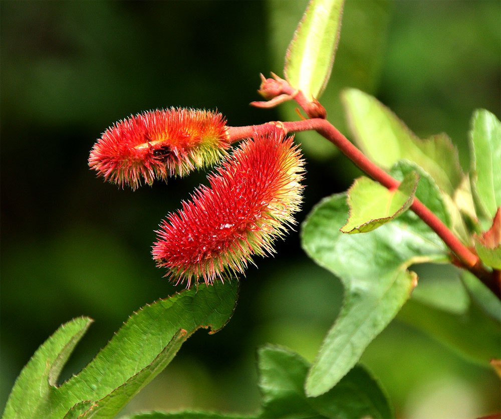 Clappertonia ficifolia