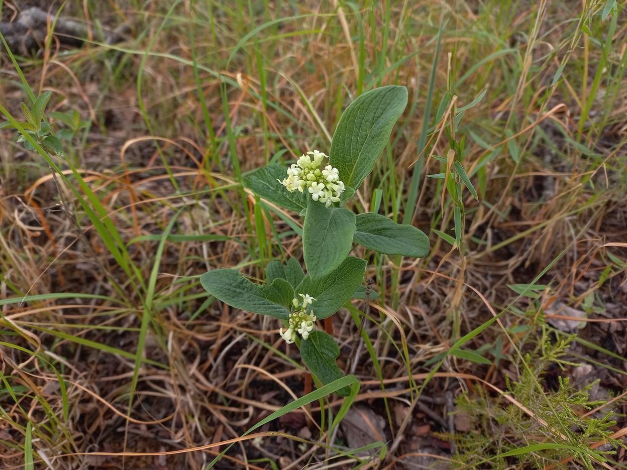 Psychotria spithamea