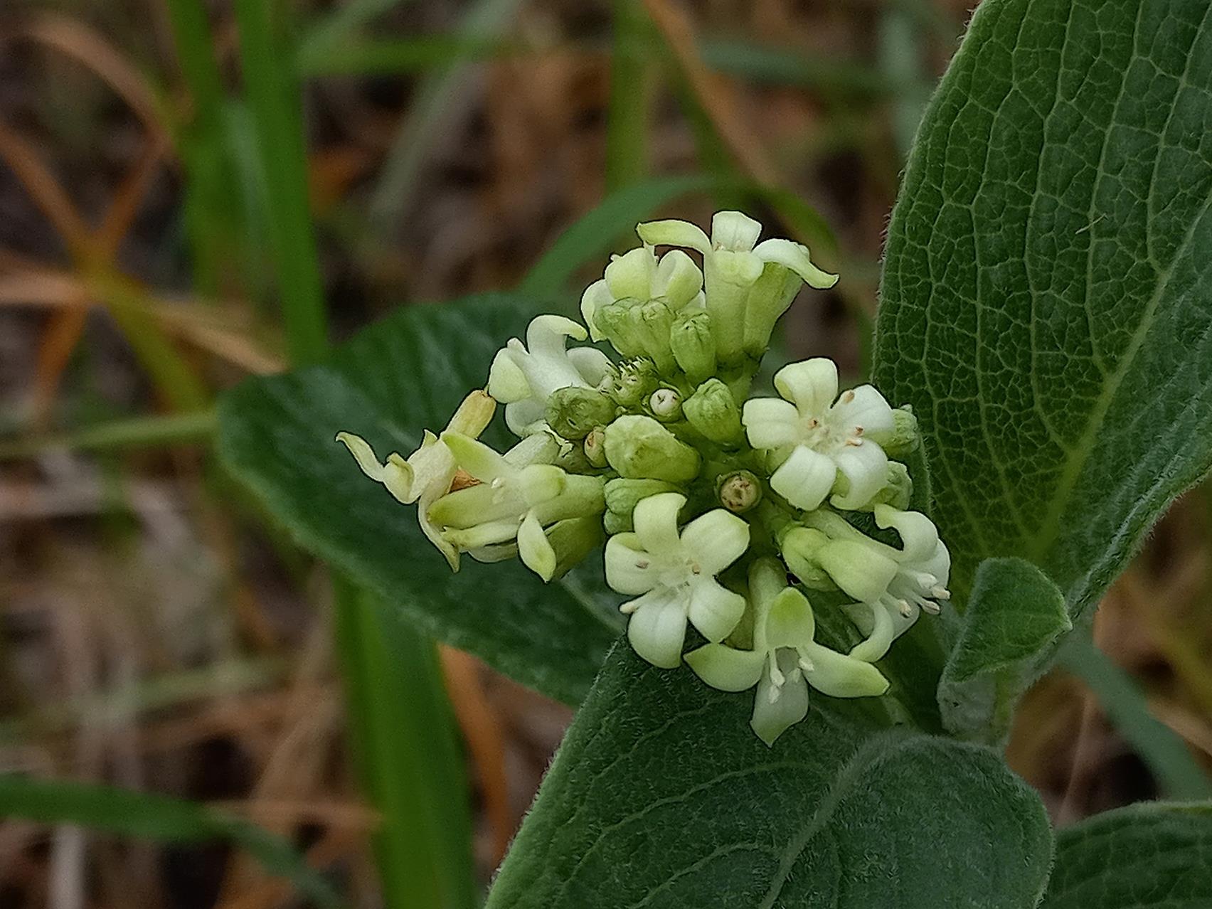 Psychotria spithamea