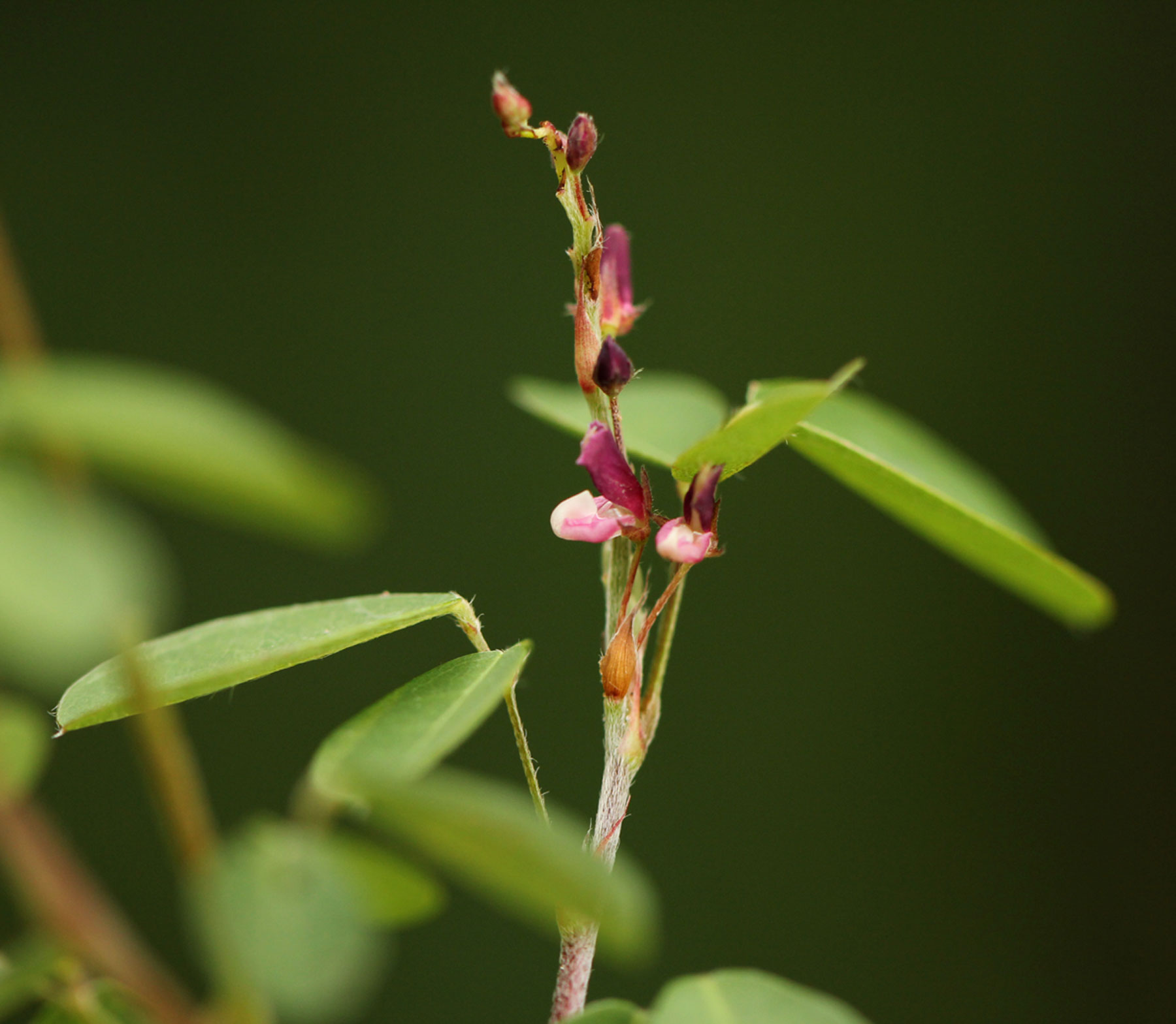 Grona ramosissima