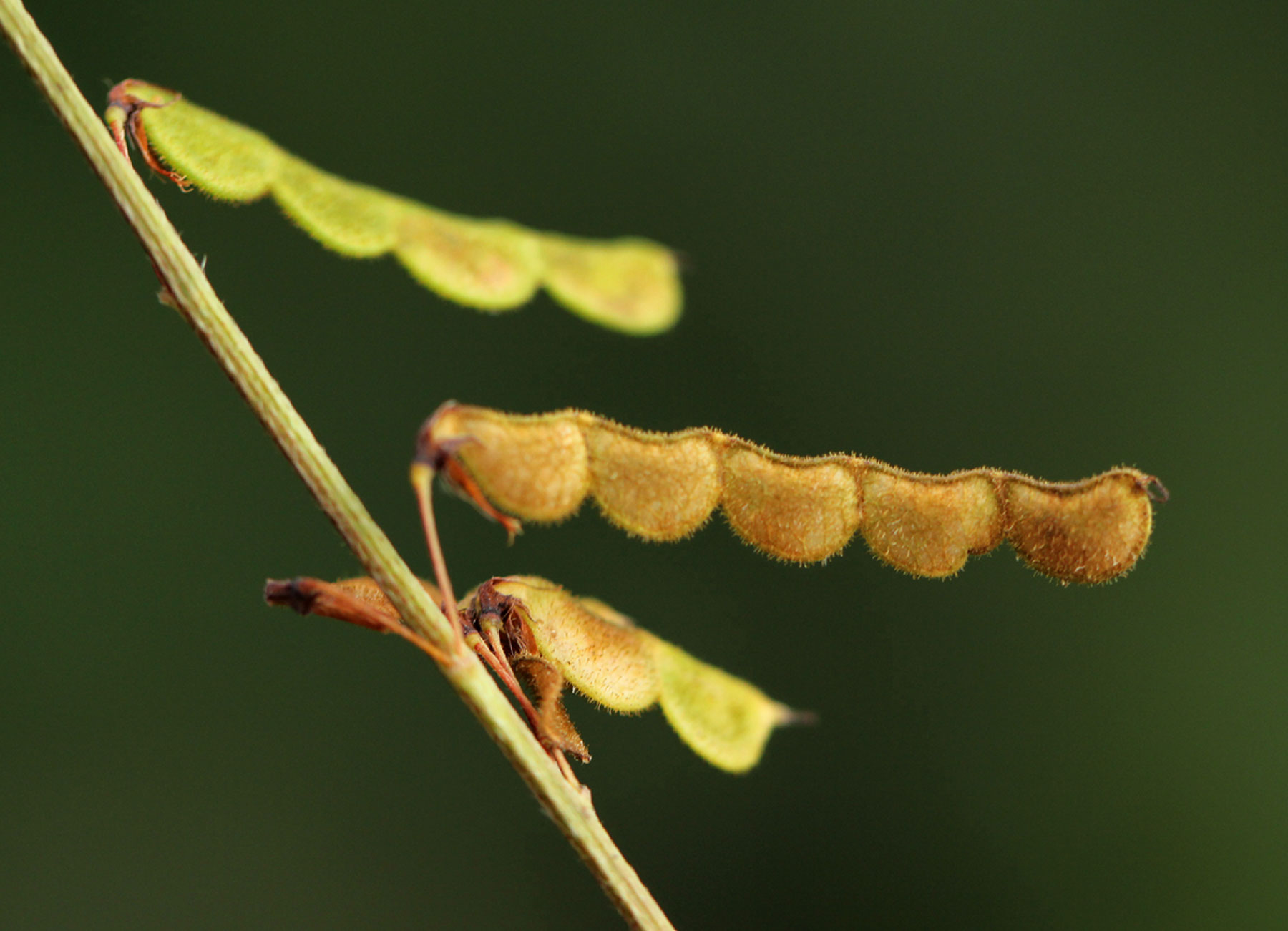 Grona ramosissima