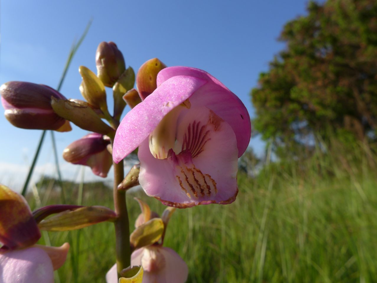 Eulophia latilabris