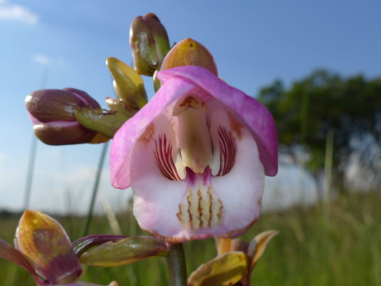 Eulophia latilabris