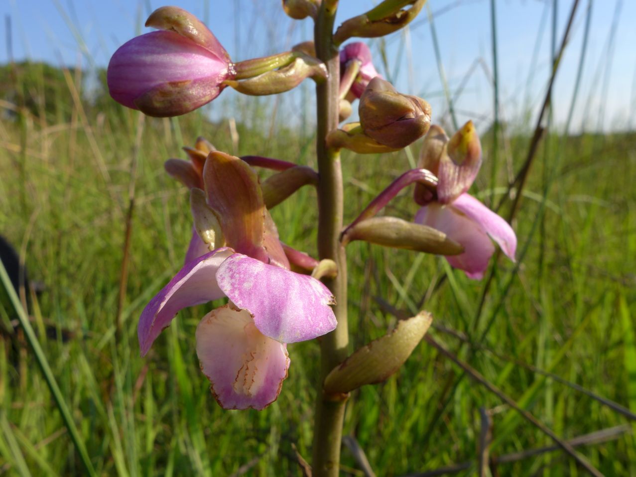 Eulophia latilabris