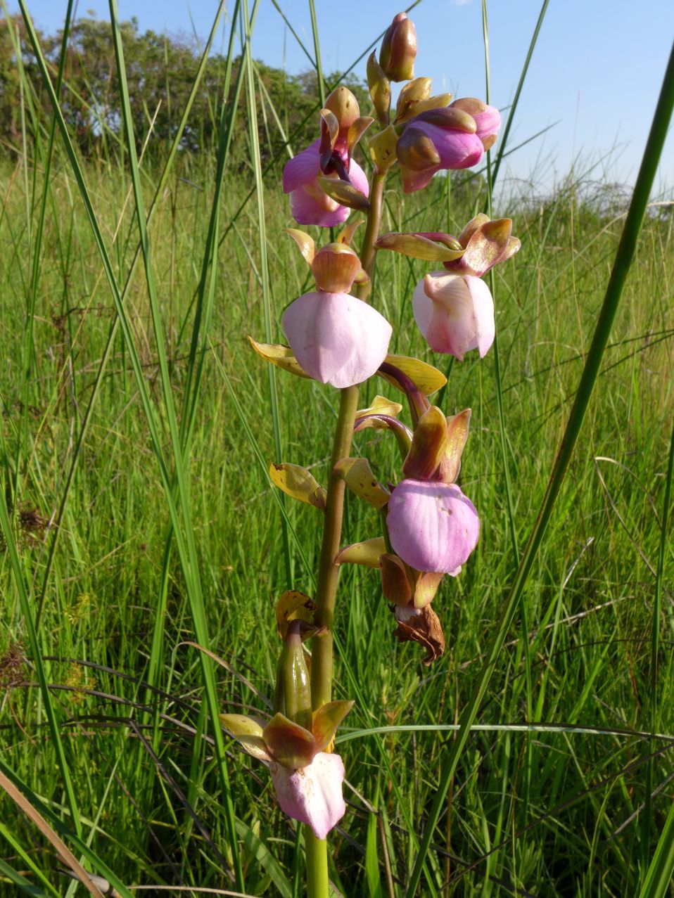 Eulophia latilabris