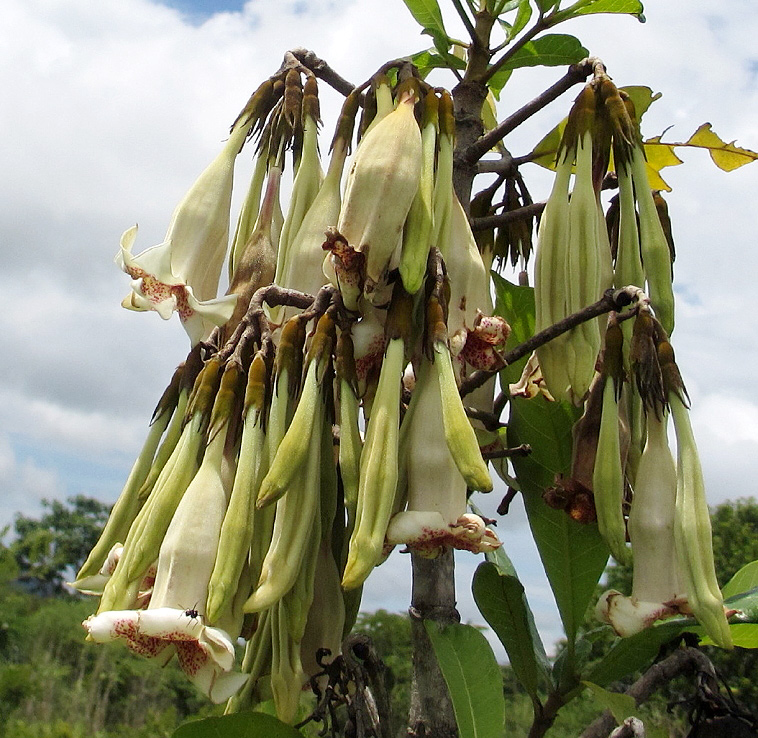 Rothmannia engleriana