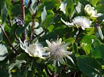 Protea madiensis subsp. madiensis