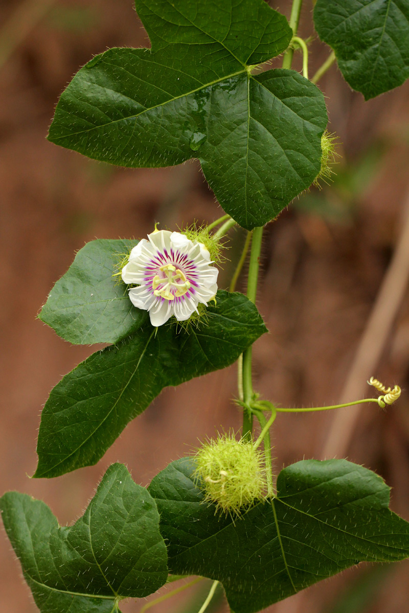 Passiflora foetida