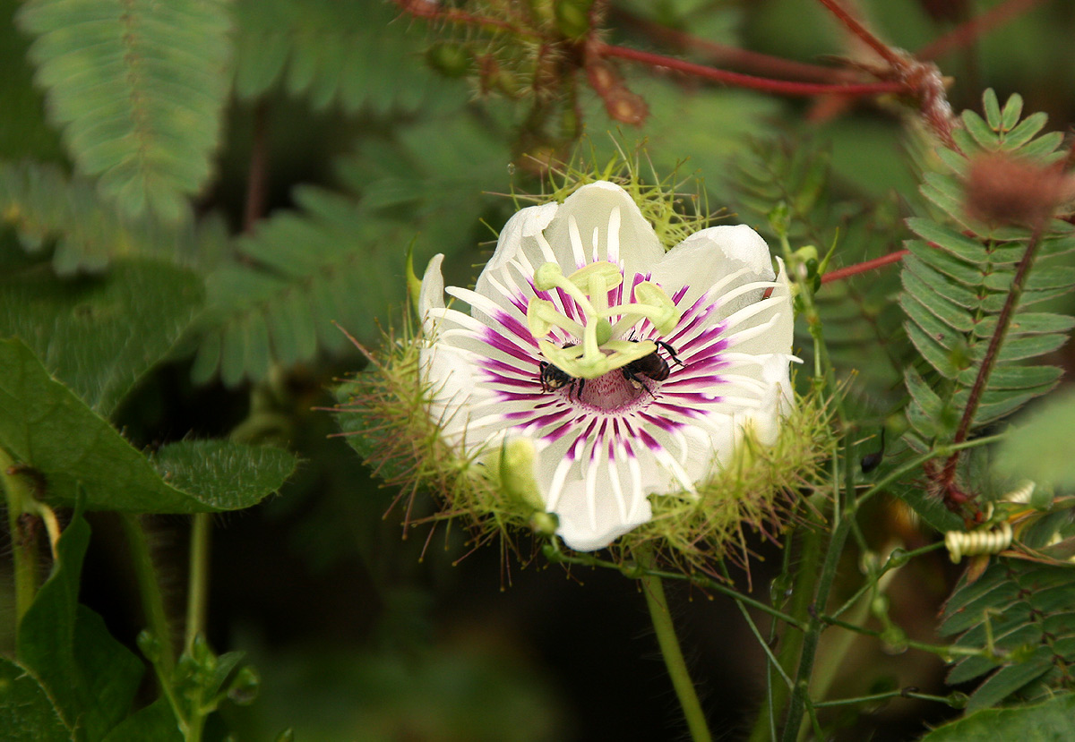 Passiflora foetida