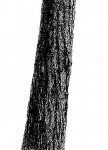 Brachystegia longifolia