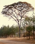 Brachystegia longifolia