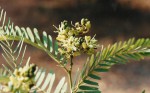 Brachystegia longifolia