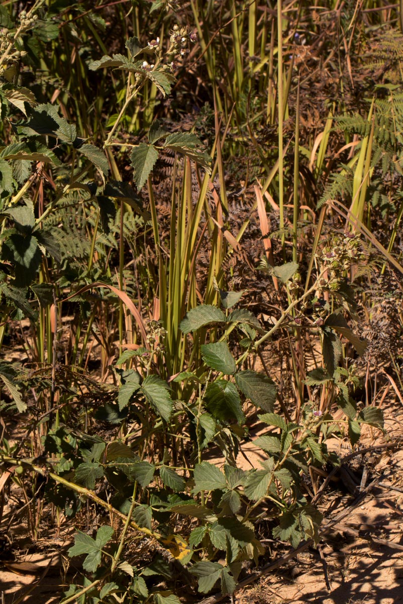 Rubus rigidus