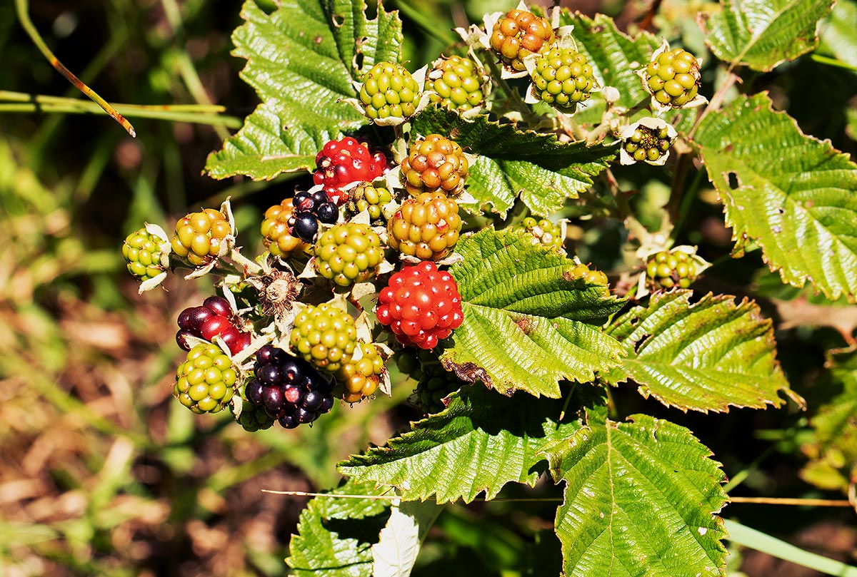 Rubus rigidus