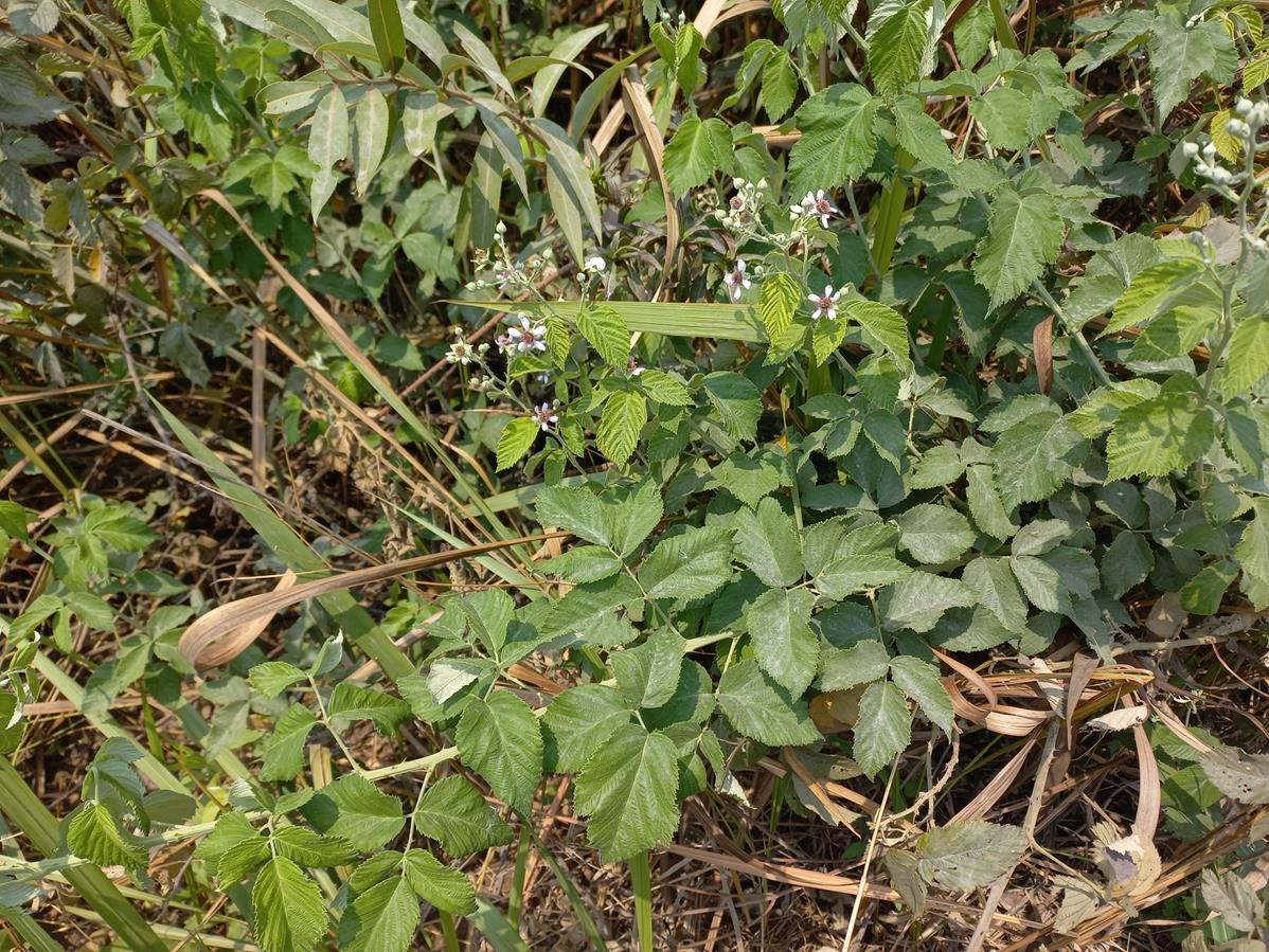 Rubus rigidus