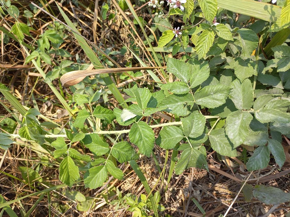 Rubus rigidus