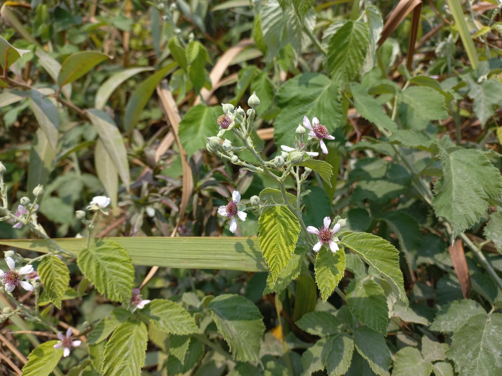 Rubus rigidus