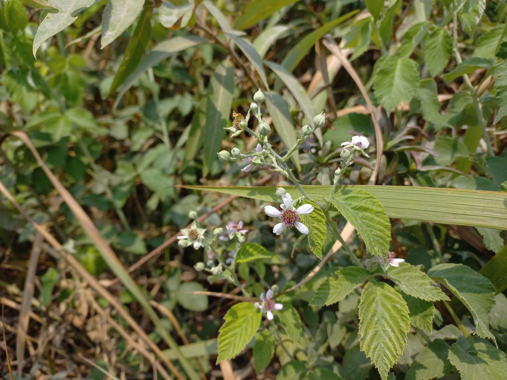 Rubus rigidus