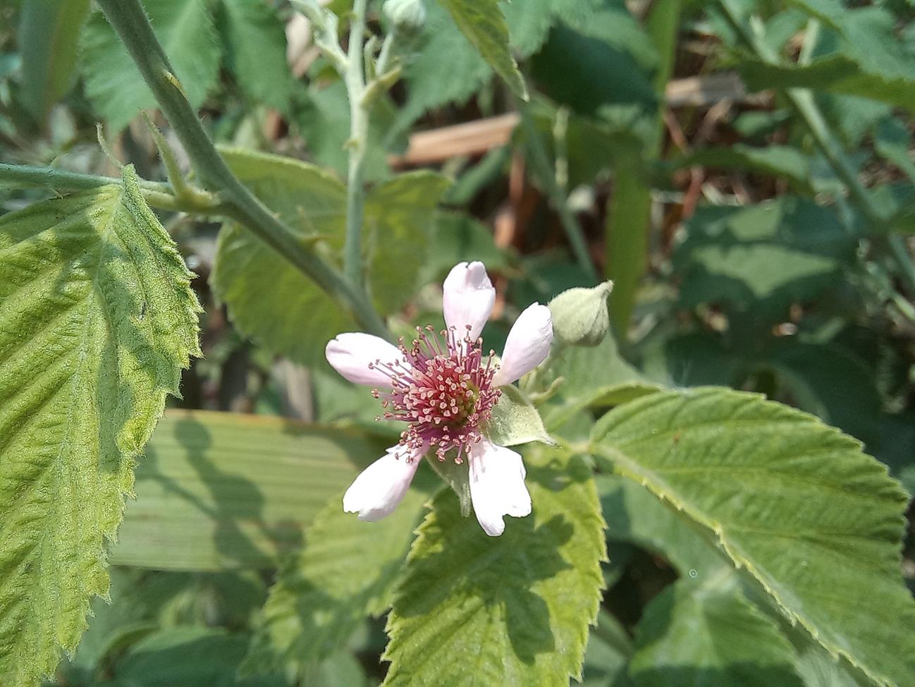 Rubus rigidus