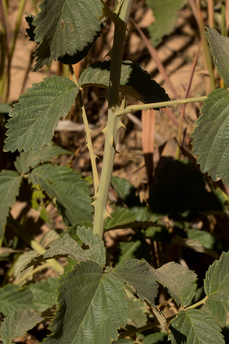 Rubus rigidus