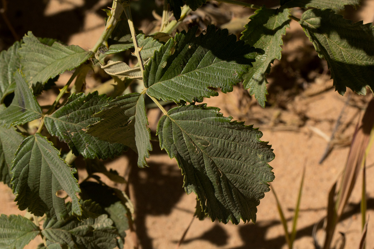 Rubus rigidus