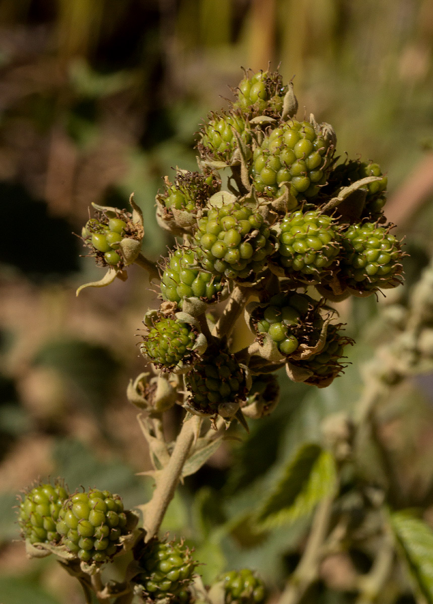 Rubus rigidus