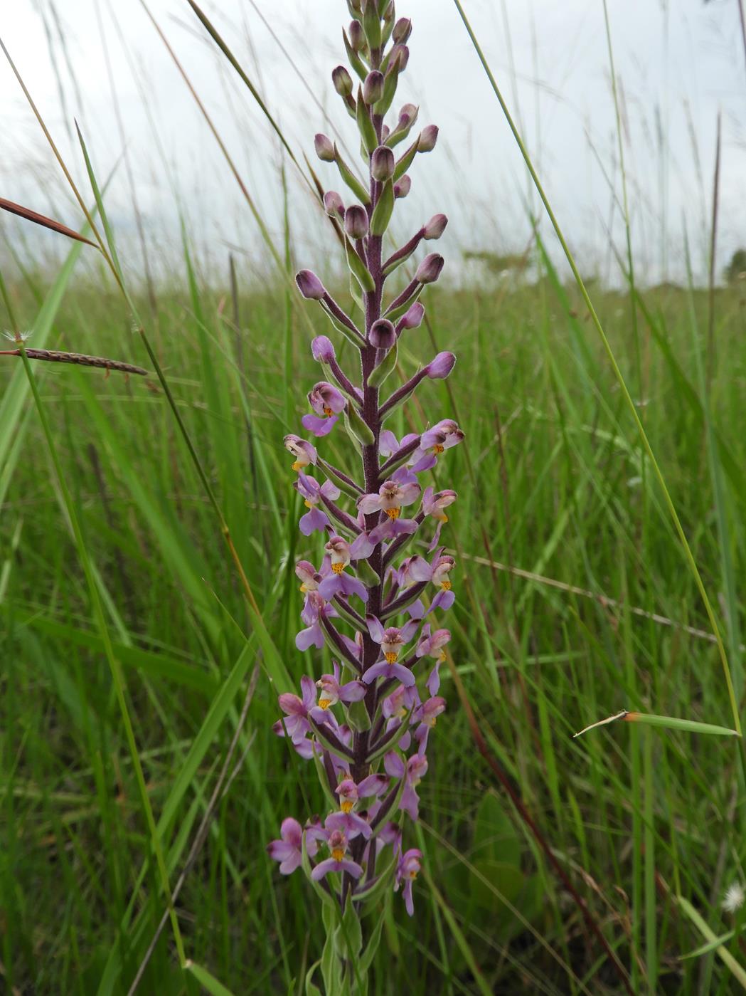 Brachycorythis pubescens