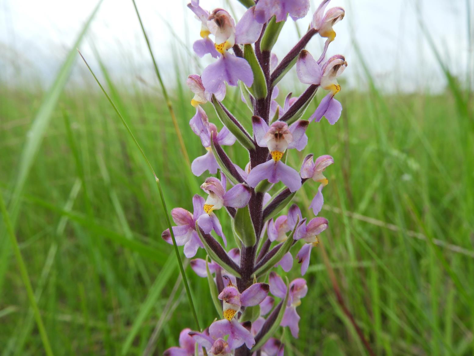 Brachycorythis pubescens