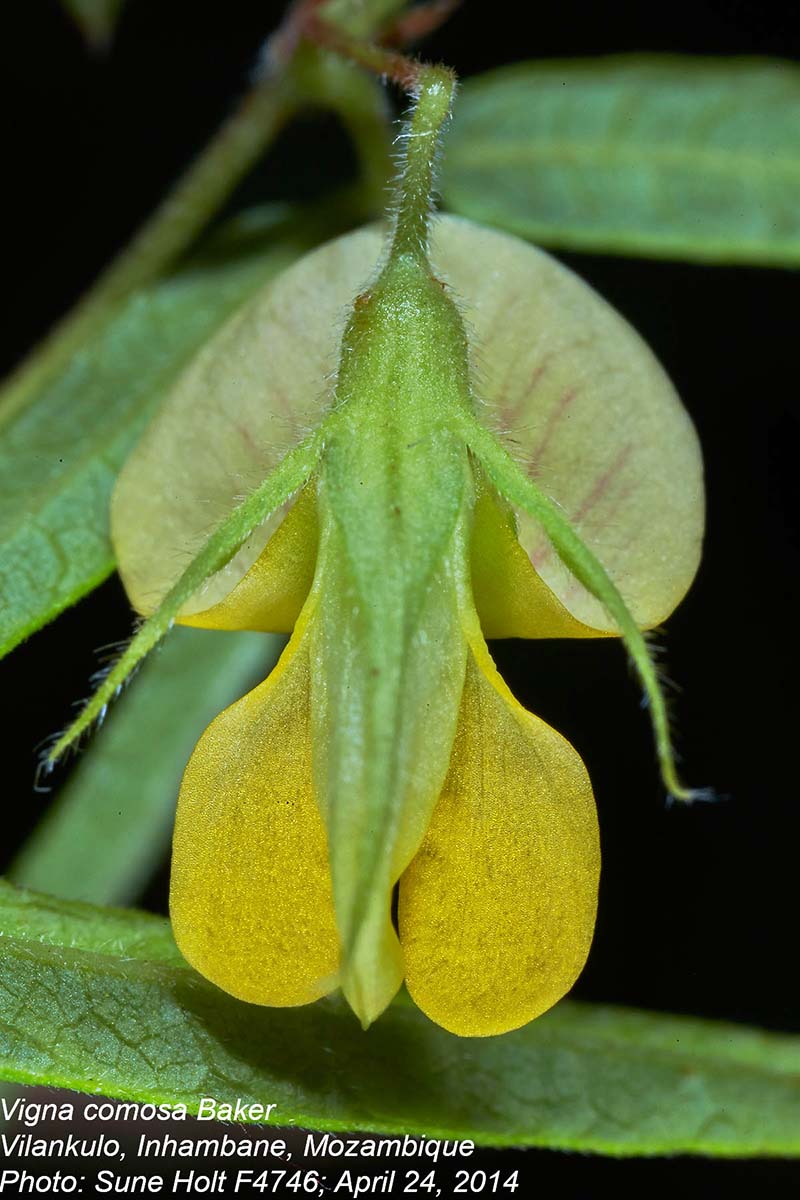 Vigna comosa subsp. comosa