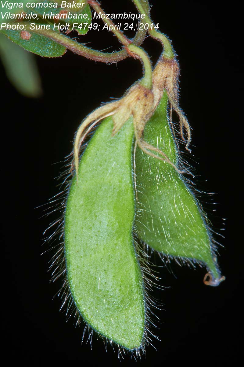 Vigna comosa subsp. comosa