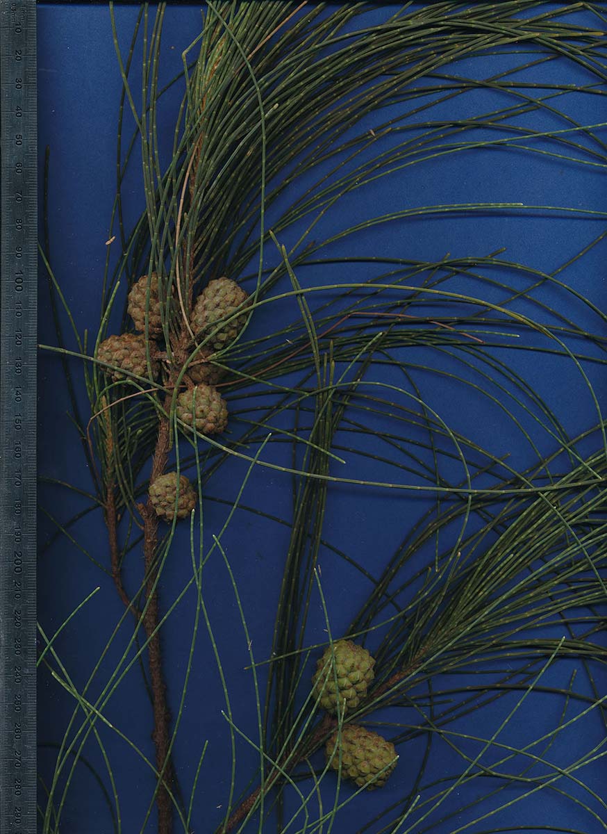 Casuarina equisetifolia